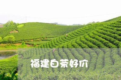 福建白茶好价/2023052202724