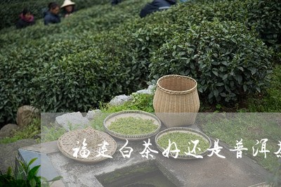 福建白茶好还是普洱茶/2023100672849