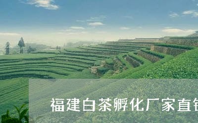 福建白茶孵化厂家直销电话/2023110896370