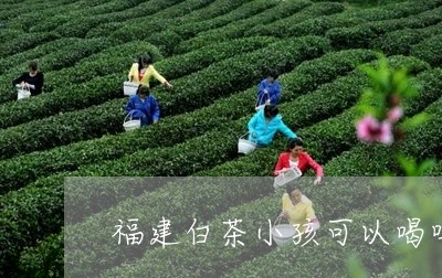 福建白茶小孩可以喝吗/2023092083816