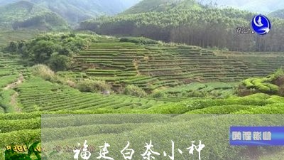 福建白茶小种/2023052297482