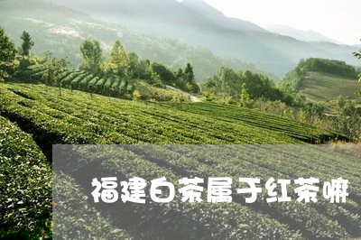 福建白茶属于红茶嘛/2023120561704