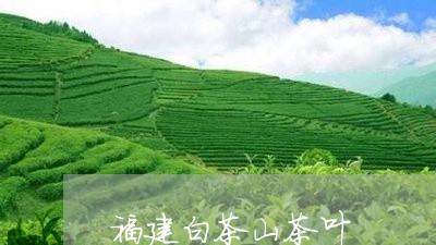 福建白茶山茶叶/2023060869483