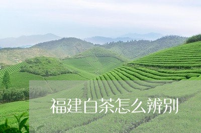 福建白茶怎么辨别/2023090575057