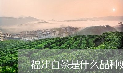 福建白茶是什么品种好/2023092081925