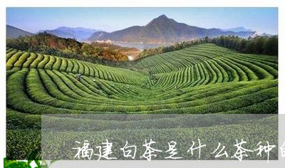 福建白茶是什么茶种的/2023120870815