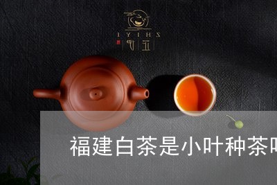 福建白茶是小叶种茶吗/2023120880391