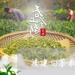 福建白茶最好的品种排名第一/2023062828393