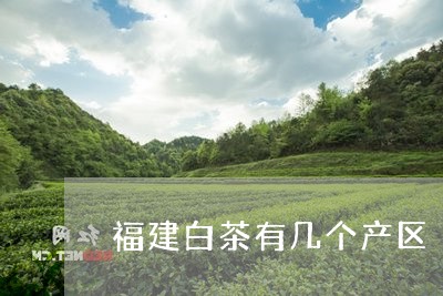 福建白茶有几个产区/2023091310573