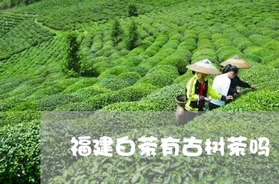 福建白茶有古树茶吗/2023120565059