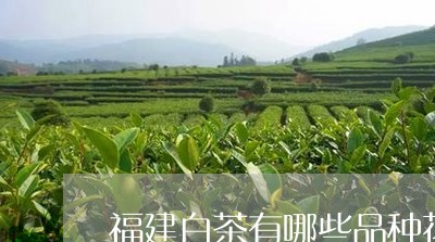 福建白茶有哪些品种花色好/2023110831585