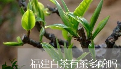 福建白茶有茶多酚吗/2023091346068