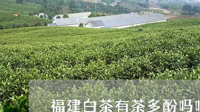 福建白茶有茶多酚吗吗/2023092093748