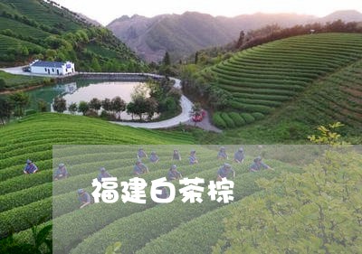 福建白茶棕/2023082743929