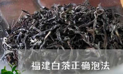 福建白茶正确泡法/2023090558040