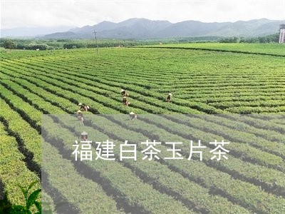 福建白茶玉片茶/2023111703736