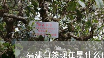 福建白茶现在是什么价格/2023092225159