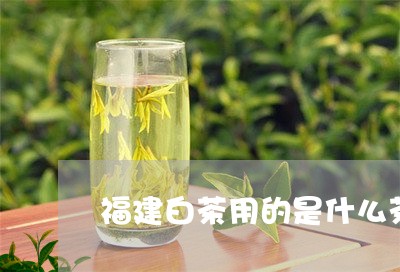 福建白茶用的是什么茶叶/2023092279582