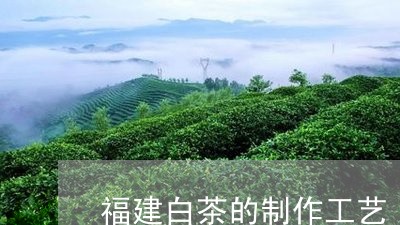 福建白茶的制作工艺/2023091340483