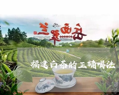 福建白茶的正确喝法/2023120574167