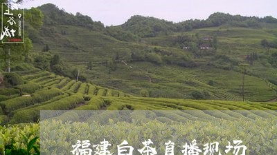 福建白茶直播现场/2023070764837