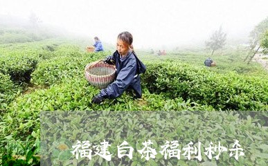 福建白茶福利秒杀/2023082690515