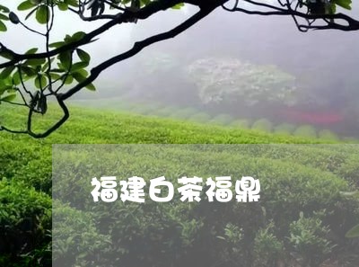 福建白茶福鼎/2023052284847