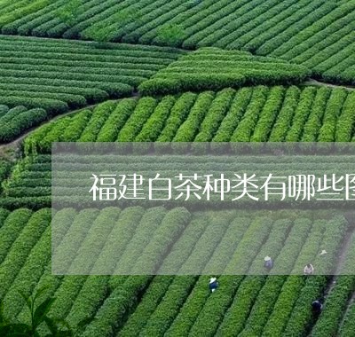 福建白茶种类有哪些图片及价格/2023111418372