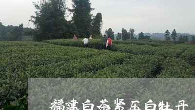 福建白茶紧压白牡丹/2023120546259