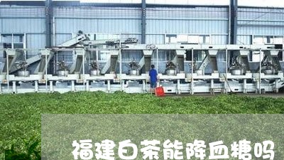 福建白茶能降血糖吗/2023091369732