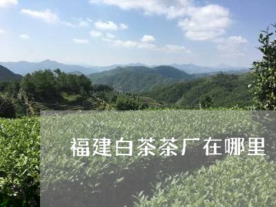 福建白茶茶厂在哪里/2023091386079