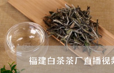 福建白茶茶厂直播视频播放/2023110945948