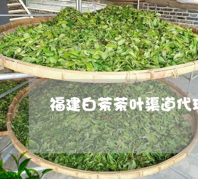 福建白茶茶叶渠道代理招商/2023042697047