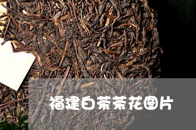 福建白茶茶花图片/2023070785036