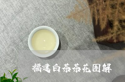 福建白茶茶花图解/2023070711794