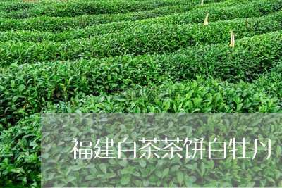 福建白茶茶饼白牡丹/2023091303157