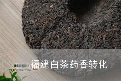 福建白茶药香转化/2023090537483