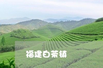 福建白茶镇/2023082740593