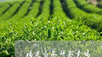 福建白茶饼茶贵吗/2023090504926