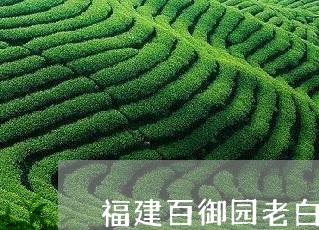 福建百御园老白茶/2023090580570