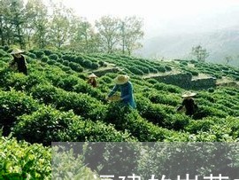 福建的岩茶白茶红茶哪个好/2023041743160