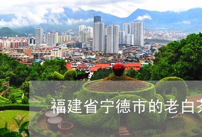 福建省宁德市的老白茶好吗/2023042628269