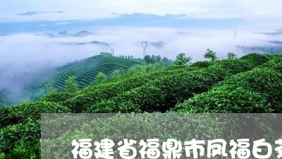 福建省福鼎市凤福白茶/2023120794047