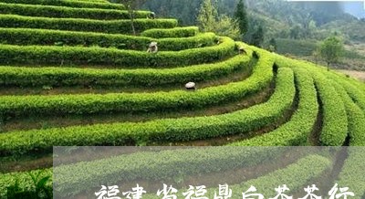 福建省福鼎白茶茶行/2023062816037