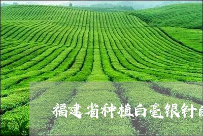 福建省种植白毫银针的优势/2023042604936