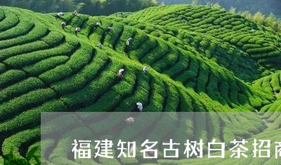 福建知名古树白茶招商条件/2023042682047