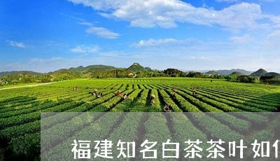 福建知名白茶茶叶如何代理/2023042693724