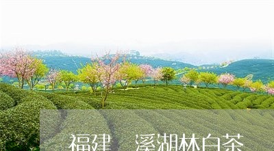 福建磻溪湖林白茶/2023090528389