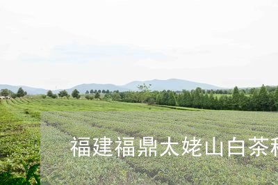 福建福鼎太姥山白茶种植场/2023110954828