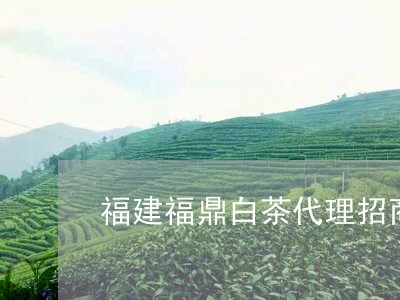 福建福鼎白茶代理招商信息/2023110975947